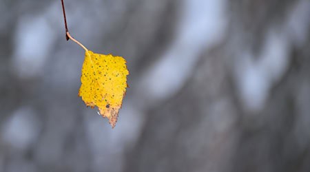 Zum Wochenende hin werden die Temperaturen winterlich.  / Foto: Patrick Pleul/dpa/ZB