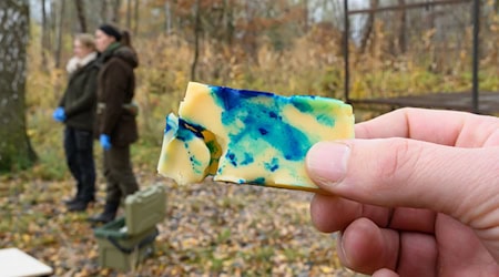 Die Köder enthalten noch keinen Impfstoff. / Foto: Patrick Pleul/dpa