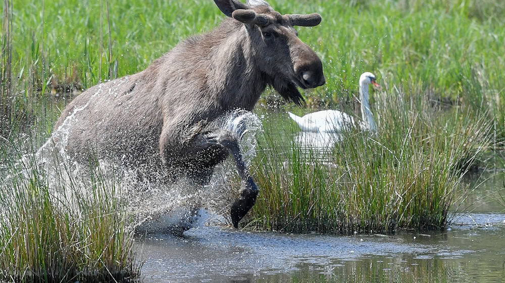 Experten glauben, dass sich die Tiere künftig wieder dauerhaft in Deutschland ansiedeln könnten. (Symbolbild) / Foto: Patrick Pleul/dpa-Zentralbild/dpa