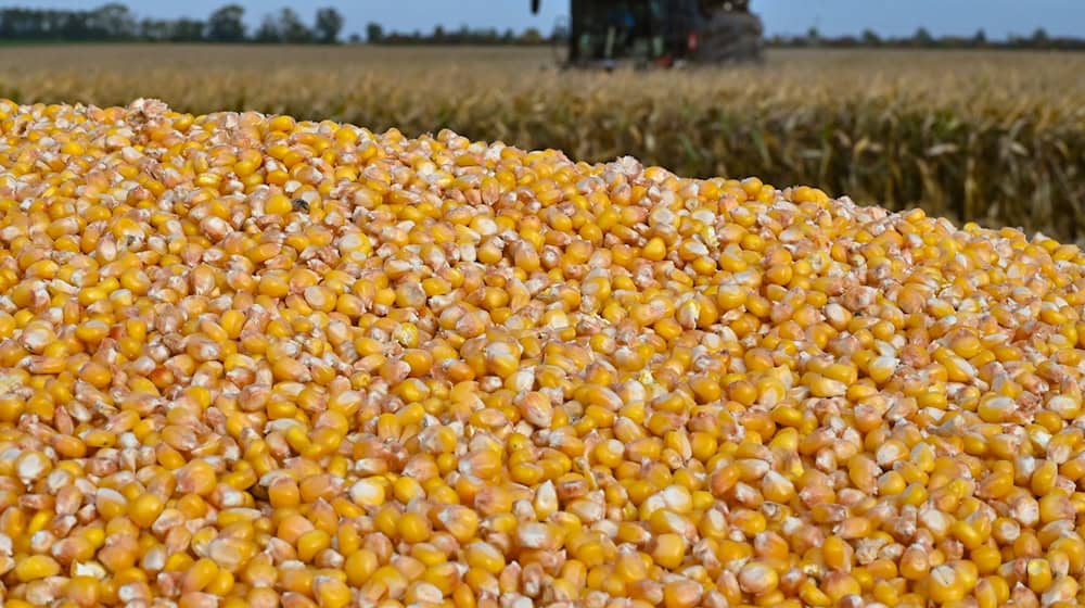 Landwirte in Brandenburg haben mehr Körnermais geerntet und die Anbauflächen sind größer geworden. (Archivbild) / Foto: Patrick Pleul/dpa