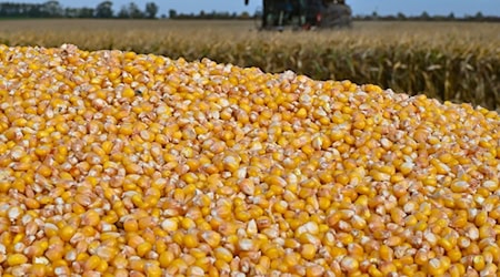 Landwirte in Brandenburg haben mehr Körnermais geerntet und die Anbauflächen sind größer geworden. (Archivbild) / Foto: Patrick Pleul/dpa