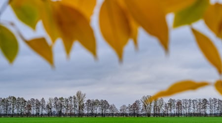 Nach dem Wintereinbruch werden die Temperaturen zum Wochenende hin wieder milder. (Archivfoto) / Foto: Patrick Pleul/dpa