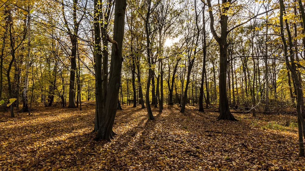 Das Wetter lädt weiterhin zu einem Herbstspaziergang ein. (Symbolbild) / Foto: Frank Hammerschmidt/dpa