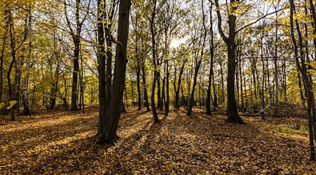 Das Wetter lädt weiterhin zu einem Herbstspaziergang ein. (Symbolbild) / Foto: Frank Hammerschmidt/dpa
