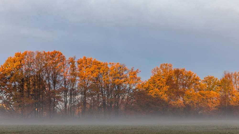 Nebel und Wolken hängen über Berlin und Brandenburg. (Symbolbild) / Foto: Frank Hammerschmidt/dpa