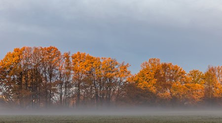 Nebel und Wolken hängen über Berlin und Brandenburg. (Symbolbild) / Foto: Frank Hammerschmidt/dpa