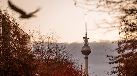 Ein grauer, milder Herbstsonntag in Berlin und Brandenburg – die neue Woche startet ruhig und meist trocken. (Archivbild) / Foto: Christophe Gateau/dpa