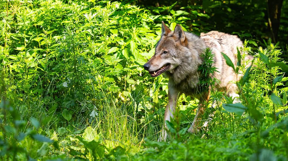 Die Wolfpopulation stagniert in Deutschland auf recht hohem Niveau.  / Foto: Philipp Schulze/dpa