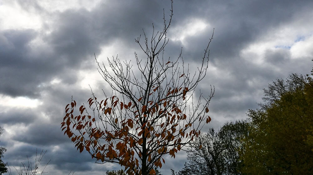 Herbstliches Wetter und kühlere Temperaturen werden in Berlin und Brandenburg erwartet. (Archivbild) / Foto: Jens Kalaene/dpa