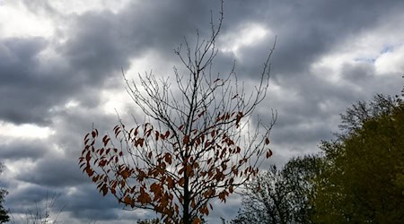Herbstliches Wetter und kühlere Temperaturen werden in Berlin und Brandenburg erwartet. (Archivbild) / Foto: Jens Kalaene/dpa