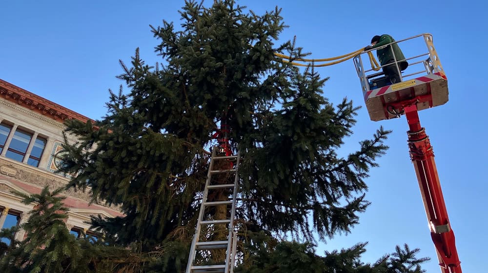 Der Baum wurde am Samstagmorgen abtransportiert. / Foto: Stefan Kruse/-/dpa