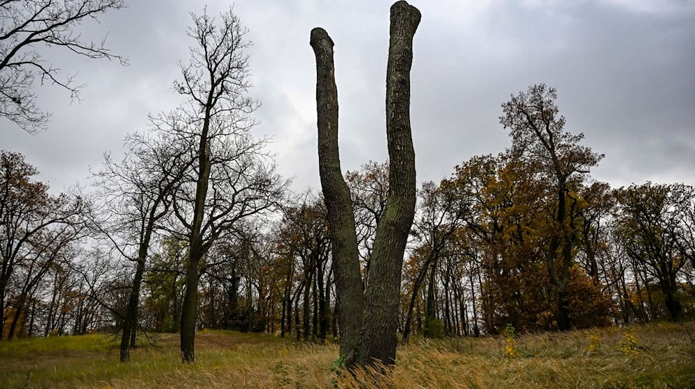 Im Park Babelsberg sind viele Bäume geschädigt. (Archivbild) / Foto: Jens Kalaene/dpa