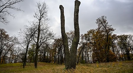 Im Park Babelsberg sind viele Bäume geschädigt. (Archivbild) / Foto: Jens Kalaene/dpa