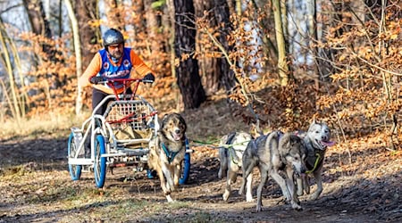 In der Lausitz begann die Schlittenhunde-Saison am vergangenen Wochenende. Bei Beelitz folgt jetzt ein Wettbewerb der schnellen Gespanne. (Archivbild) / Foto: Frank Hammerschmidt/dpa