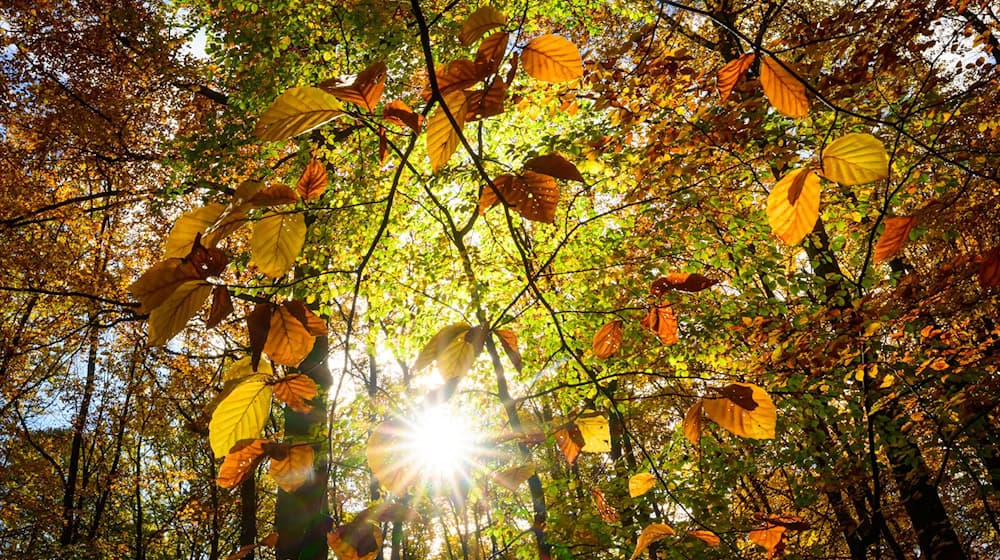 In Berlin und Brandenburg wird es in den nächsten Tagen sonnig. (Symbolfoto) / Foto: Patrick Pleul/dpa