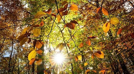 In Berlin und Brandenburg wird es in den nächsten Tagen sonnig. (Symbolfoto) / Foto: Patrick Pleul/dpa