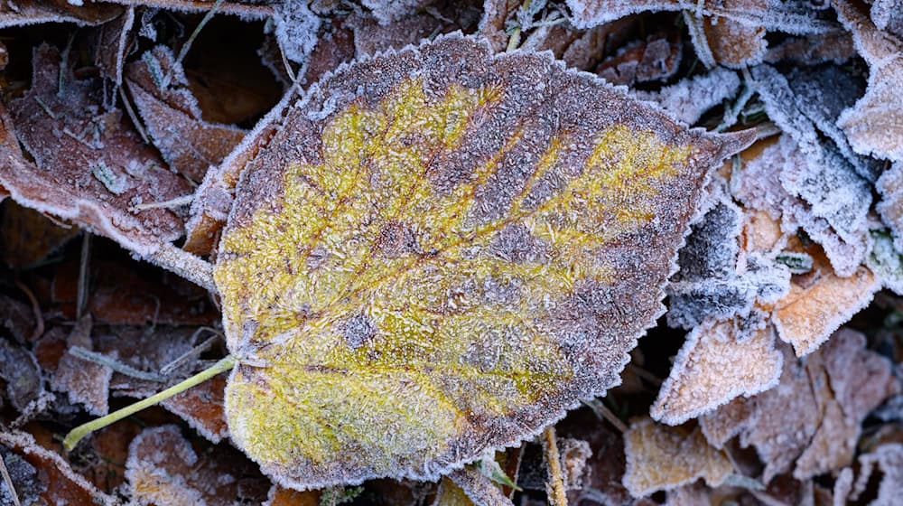 Zum Wochenende hin werden die Temperaturen winterlich. / Foto: Patrick Pleul/dpa