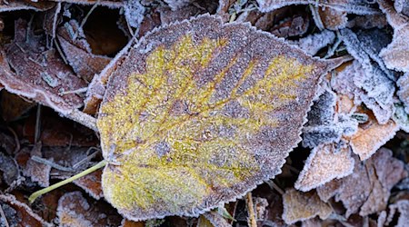 Zum Wochenende hin werden die Temperaturen winterlich. / Foto: Patrick Pleul/dpa