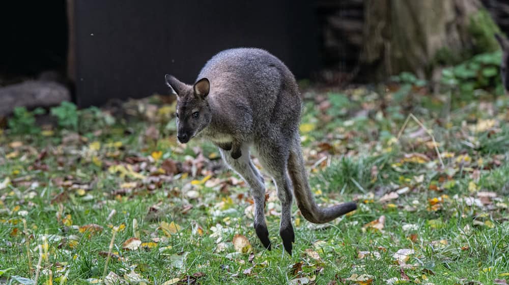 Sie sind gute Springer - die Kängurus. Eines von ihnen ist hier - im Herbst 2024 - im Tierpark in Luckenwalde zu sehen. (Archivbild) / Foto: Fabian Sommer/dpa