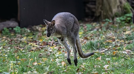 Sie sind gute Springer - die Kängurus. Eines von ihnen ist hier - im Herbst 2024 - im Tierpark in Luckenwalde zu sehen. (Archivbild) / Foto: Fabian Sommer/dpa