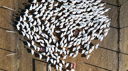 In Brandenburg sind neue Fälle von Vogelgrippe nachgewiesen worden. (Archivbild) / Foto: Boris Roessler/dpa