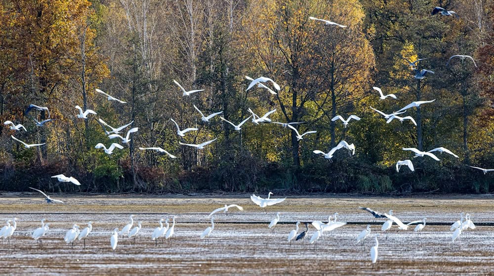 Temperaturen bis zu 12 Grad werden laut DWD am Montag in der Region Berlin-Brandenburg erwartet. (Symbolbild) / Foto: Frank Hammerschmidt/dpa