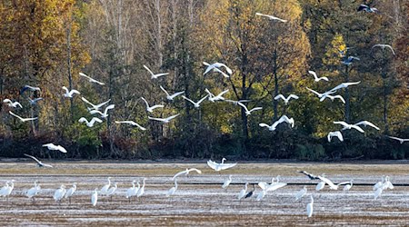 Temperaturen bis zu 12 Grad werden laut DWD am Montag in der Region Berlin-Brandenburg erwartet. (Symbolbild) / Foto: Frank Hammerschmidt/dpa