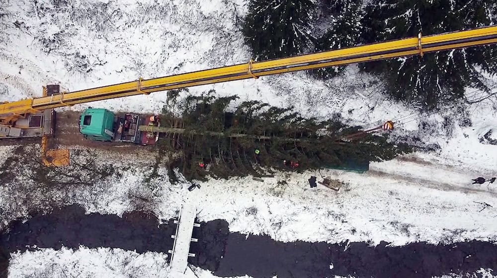 Die Fichte aus dem Oberharz soll am Dienstag am Bundestag aufgestellt werden. / Foto: -/dpa