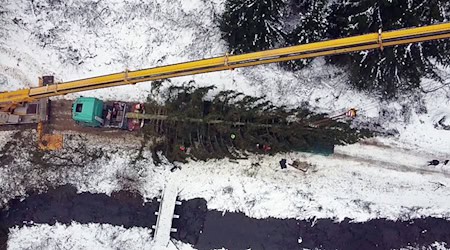 Die Fichte aus dem Oberharz soll am Dienstag am Bundestag aufgestellt werden. / Foto: -/dpa