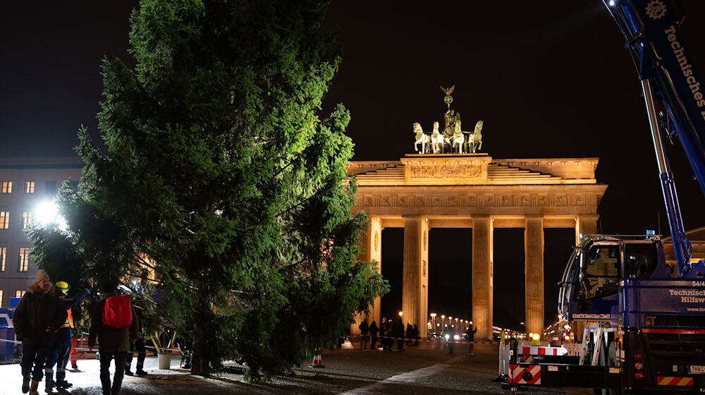 «Dieses Mal ist es ein sehr voller Baum. Wir hatten schon welche, die waren deutlicher kahler», ist sich THW-Einsatzleiter Julius Kerkhoff sicher. / Foto: Markus Lenhardt/dpa