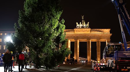 «Dieses Mal ist es ein sehr voller Baum. Wir hatten schon welche, die waren deutlicher kahler», ist sich THW-Einsatzleiter Julius Kerkhoff sicher. / Foto: Markus Lenhardt/dpa