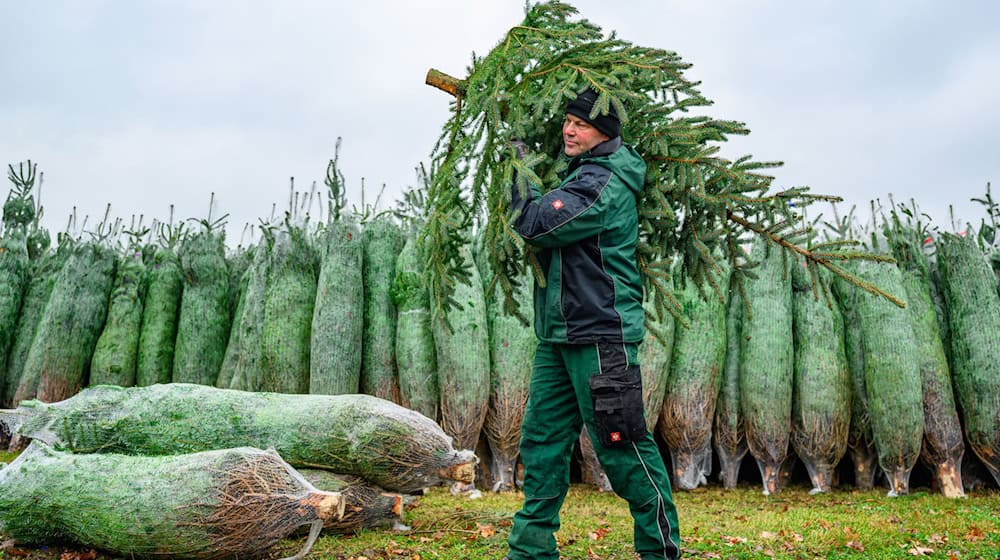 Mit dem Schlagen der ersten Tannen hat die Weihnachtsbaum-Saison in Brandenburg begonnen. / Foto: Patrick Pleul/dpa