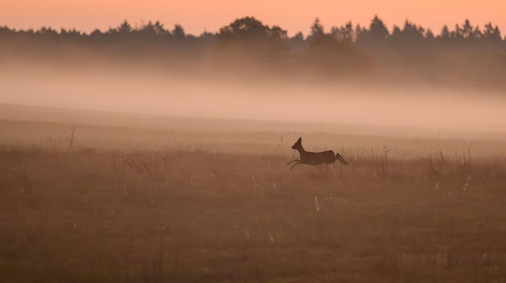 Wer ein verletztes Wildtier findet, kann sich künftig zur Beratung an «Wildtiernah Berlin» wenden. (Symbolbild) / Foto: Patrick Pleul/dpa