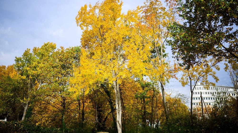 Die Zitterpappel (Populus tremula) - auch Espe oder Aspe genannt -  ist Baum des Jahres 2026.  / Foto: Julian Stratenschulte/dpa