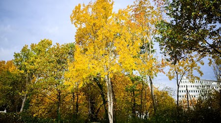 Die Zitterpappel (Populus tremula) - auch Espe oder Aspe genannt -  ist Baum des Jahres 2026.  / Foto: Julian Stratenschulte/dpa