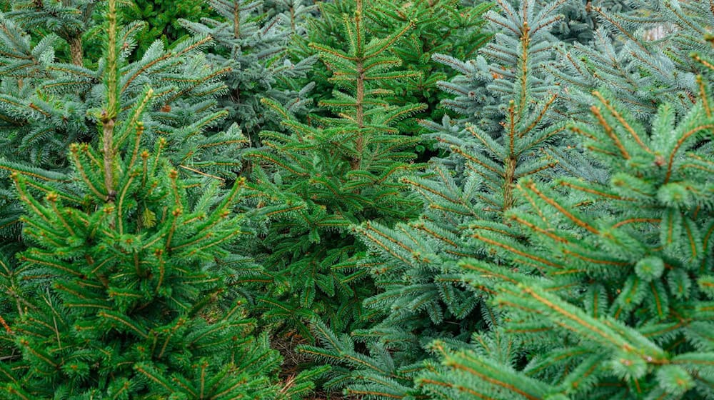 Die Polizei ermittelt wegen Diebstahls. (Symbolbild) / Foto: Patrick Pleul/dpa