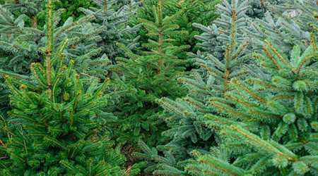 Die Polizei ermittelt wegen Diebstahls. (Symbolbild) / Foto: Patrick Pleul/dpa