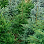 Die Polizei ermittelt wegen Diebstahls. (Symbolbild) / Foto: Patrick Pleul/dpa