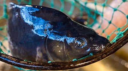 Der Karpfen ist in Brandenburg ein beliebter Speisefisch. (Archivbild) / Foto: Frank Hammerschmidt/dpa