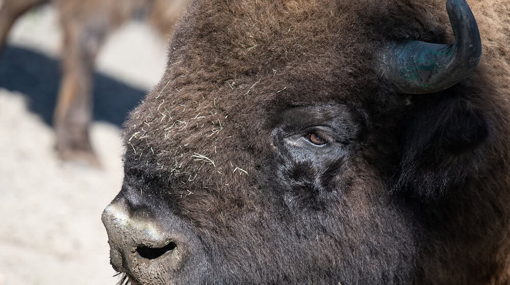 Das Wisent ist auch als Europäisches Bison bekannt. (Symbolbild) / Foto: Hannes P Albert/dpa