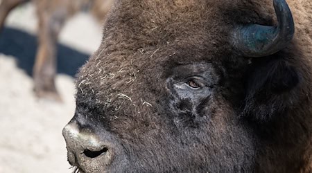 Das Wisent ist auch als Europäisches Bison bekannt. (Symbolbild) / Foto: Hannes P Albert/dpa