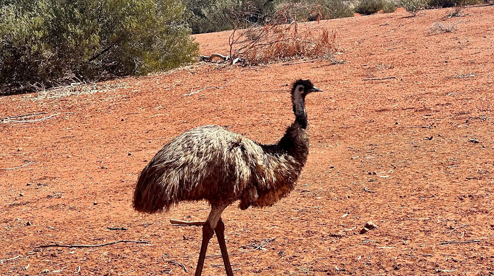 Emus kommen in freier Wildbahn in Australien vor. (Symbolbild) / Foto: Carola Frentzen/dpa