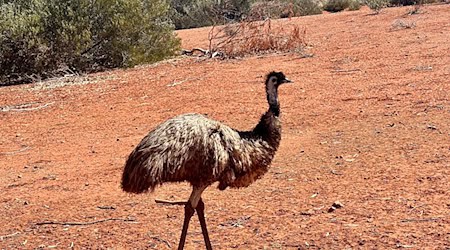 Emus kommen in freier Wildbahn in Australien vor. (Symbolbild) / Foto: Carola Frentzen/dpa