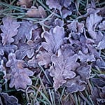 In der Nacht zum Dienstag kann es laut Deutschem Wetterdienst (DWD) gebietsweise zu leichtem Frost bis minus zwei Grad kommen. (Symbolfoto) / Foto: Patrick Pleul/dpa