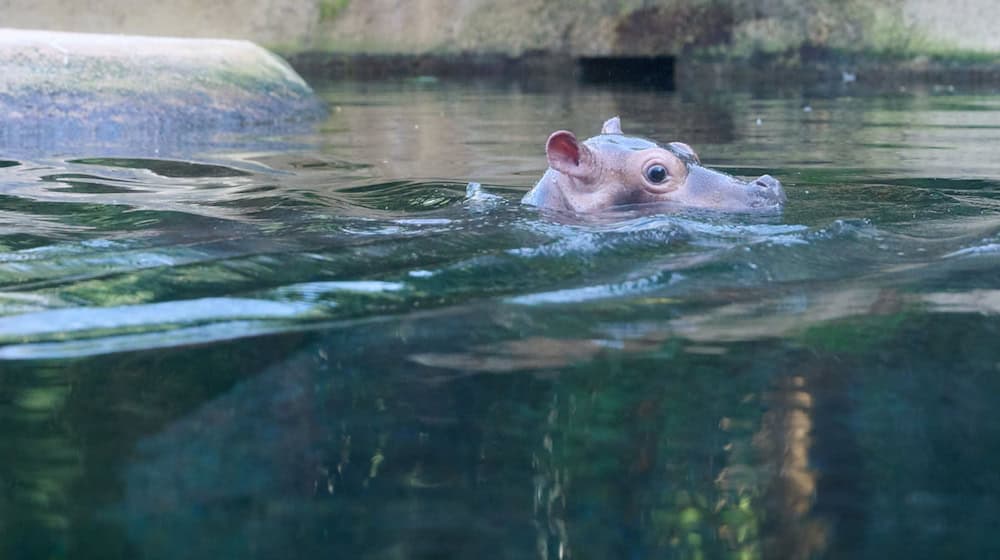 Das kleine Flusspferd im Berliner Zoo bekommt den Namen Willi Wackelöhrchen. (Archivbild) / Foto: Annette Riedl/dpa