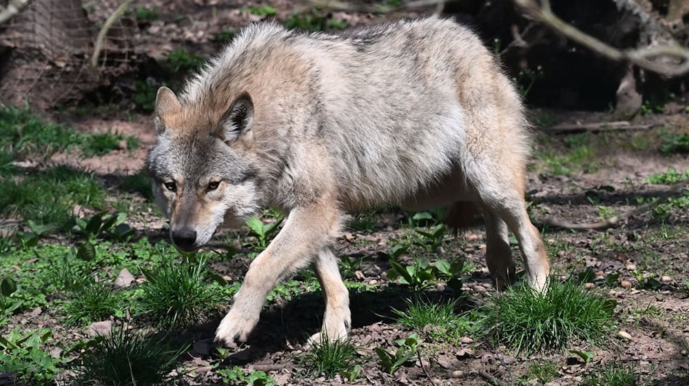 Wie geht es weiter mit dem Wolf in Brandenburg? Für die Landesregierung ist schon mal klar: Er wird ins Jagdrecht aufgenommen. (Symbolbild)  / Foto: Bernd Weißbrod/dpa