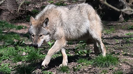 Wie geht es weiter mit dem Wolf in Brandenburg? Für die Landesregierung ist schon mal klar: Er wird ins Jagdrecht aufgenommen. (Symbolbild)  / Foto: Bernd Weißbrod/dpa