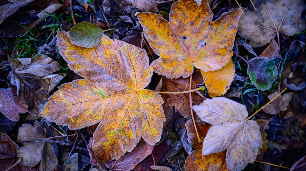 In Berlin und Brandenburg wird nachts Frost erwartet. (Symbolbild) / Foto: Patrick Pleul/dpa