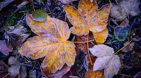 In Berlin und Brandenburg wird nachts Frost erwartet. (Symbolbild) / Foto: Patrick Pleul/dpa