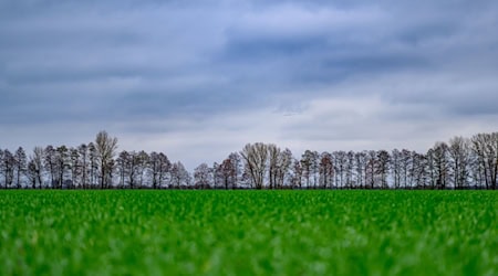 Viele Wolken ziehen in den kommenden Tagen über Berlin und Brandenburg. (Symbolbild) / Foto: Patrick Pleul/dpa